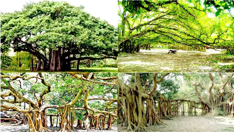 এশিয়ার বৃহত্তম বটগাছ